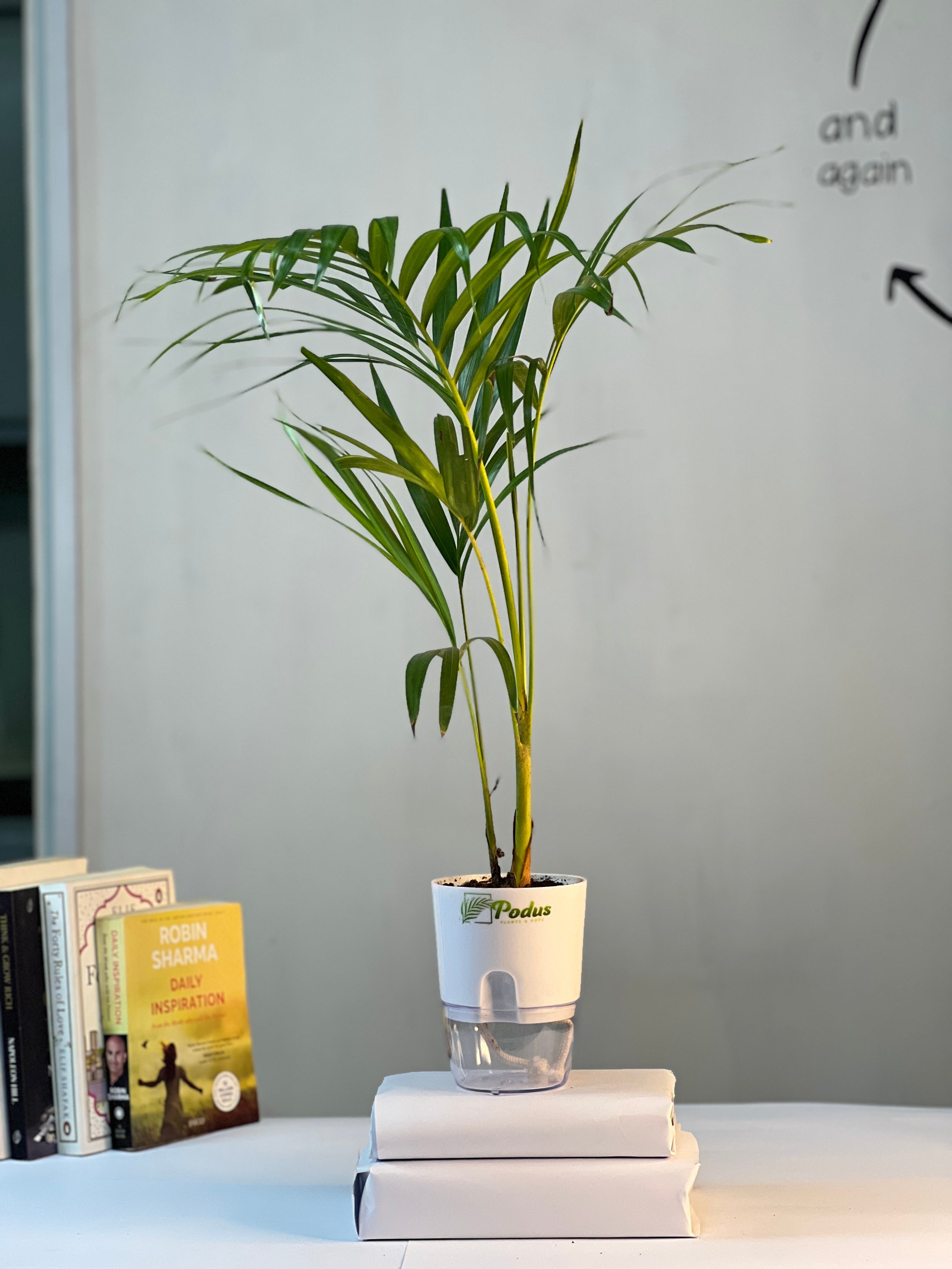 Areca palm with self-watering pots