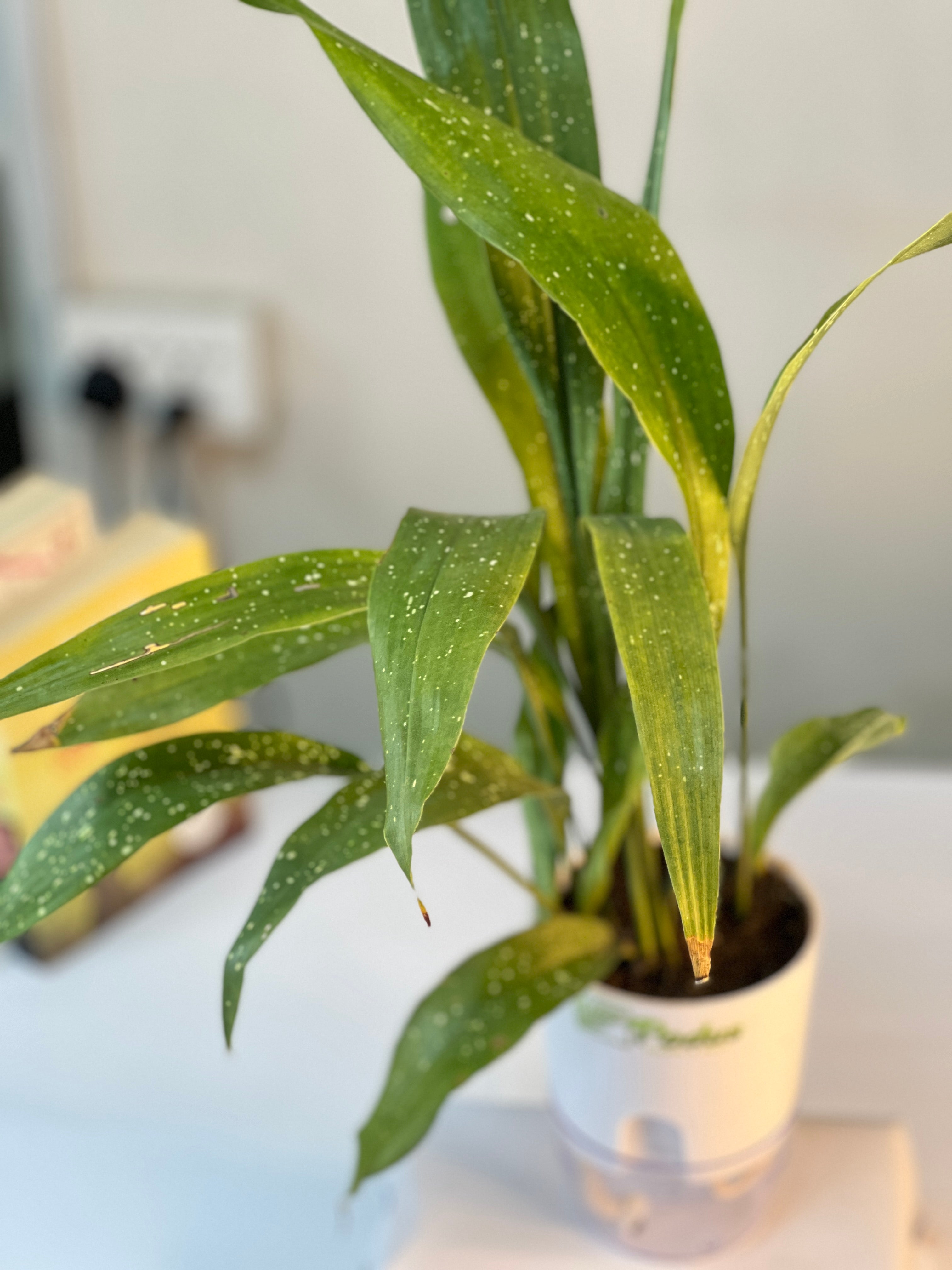 Aspidistra