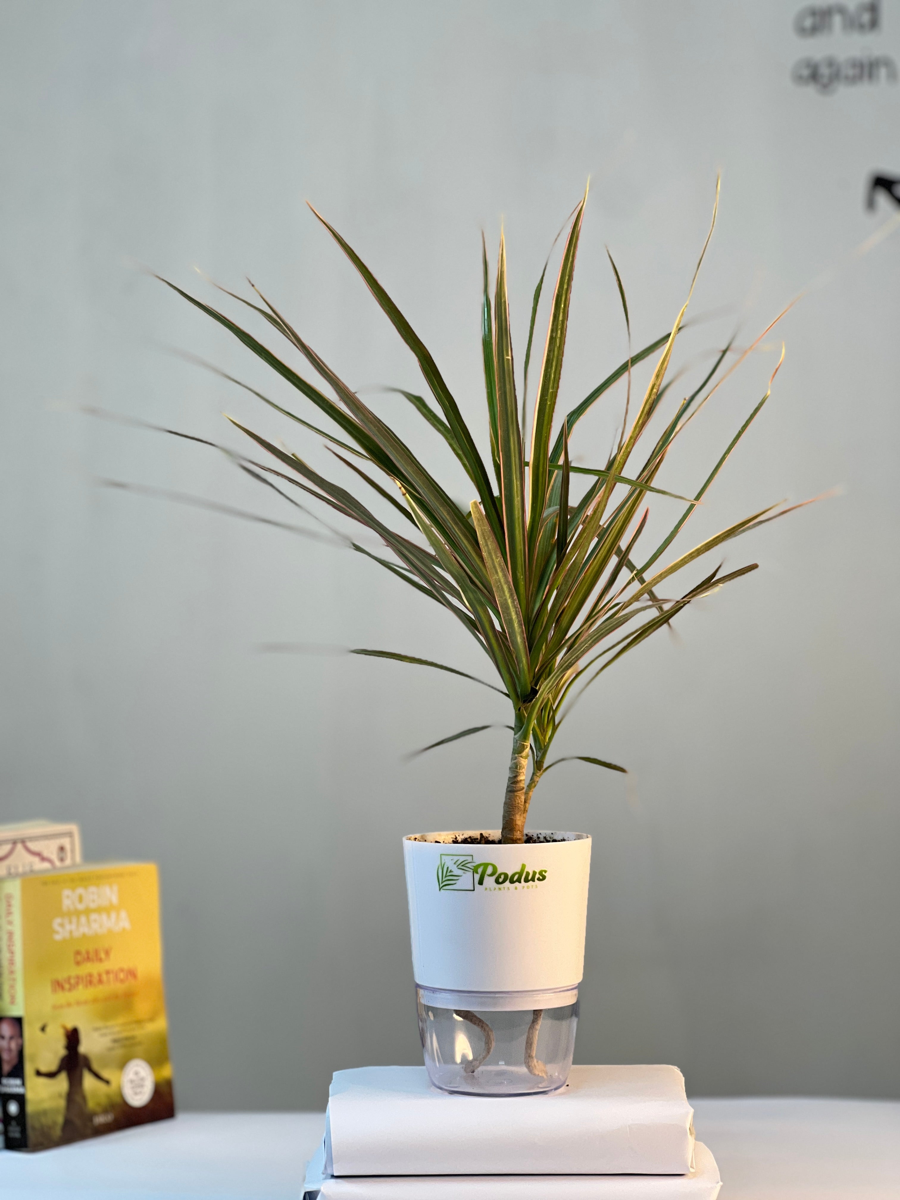 Dracaena Tri-Color