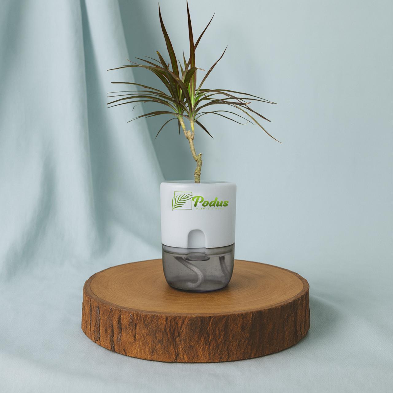 Dracaena Marginata