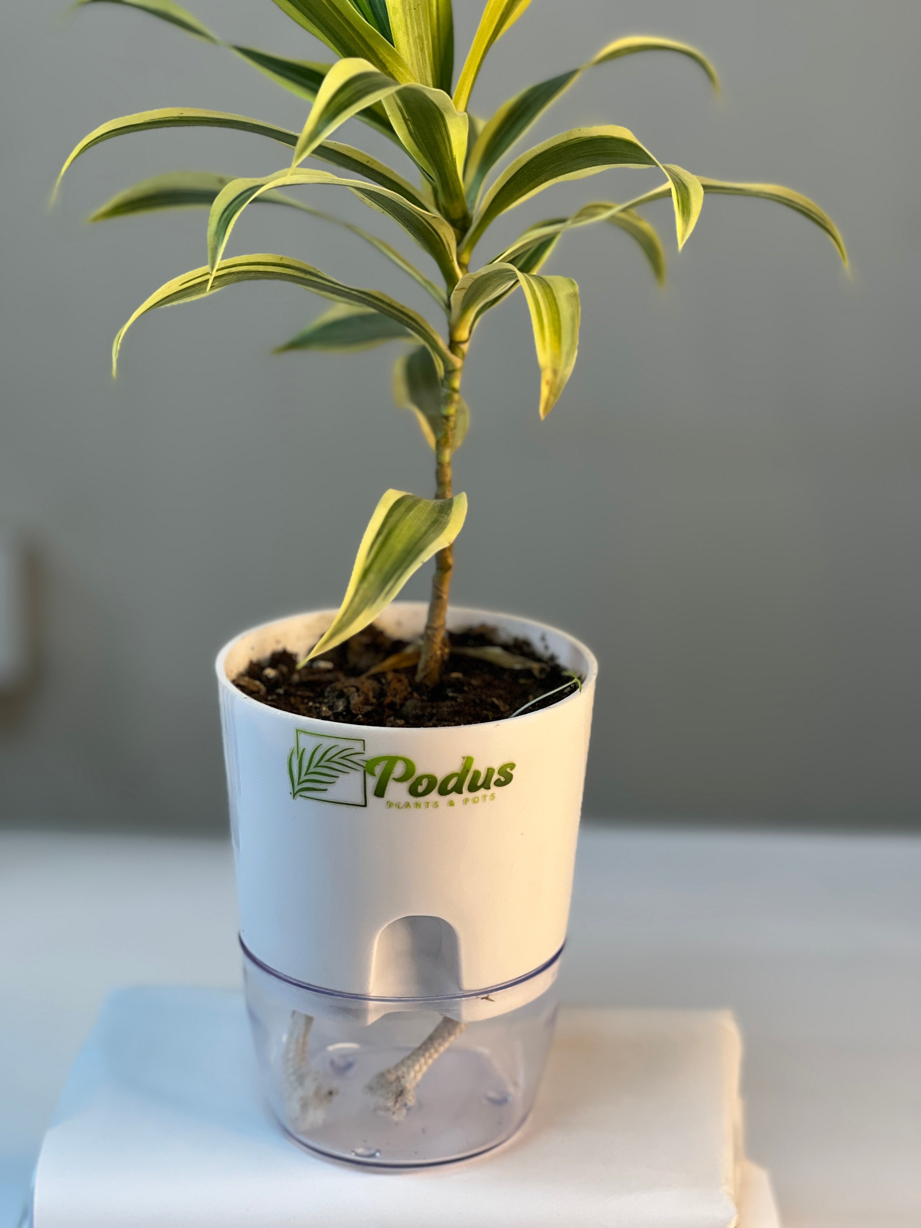 Dracaena Reflexa (Song of India)
