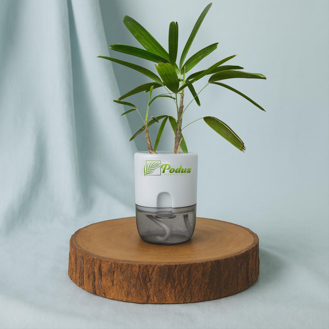 Lady Palm