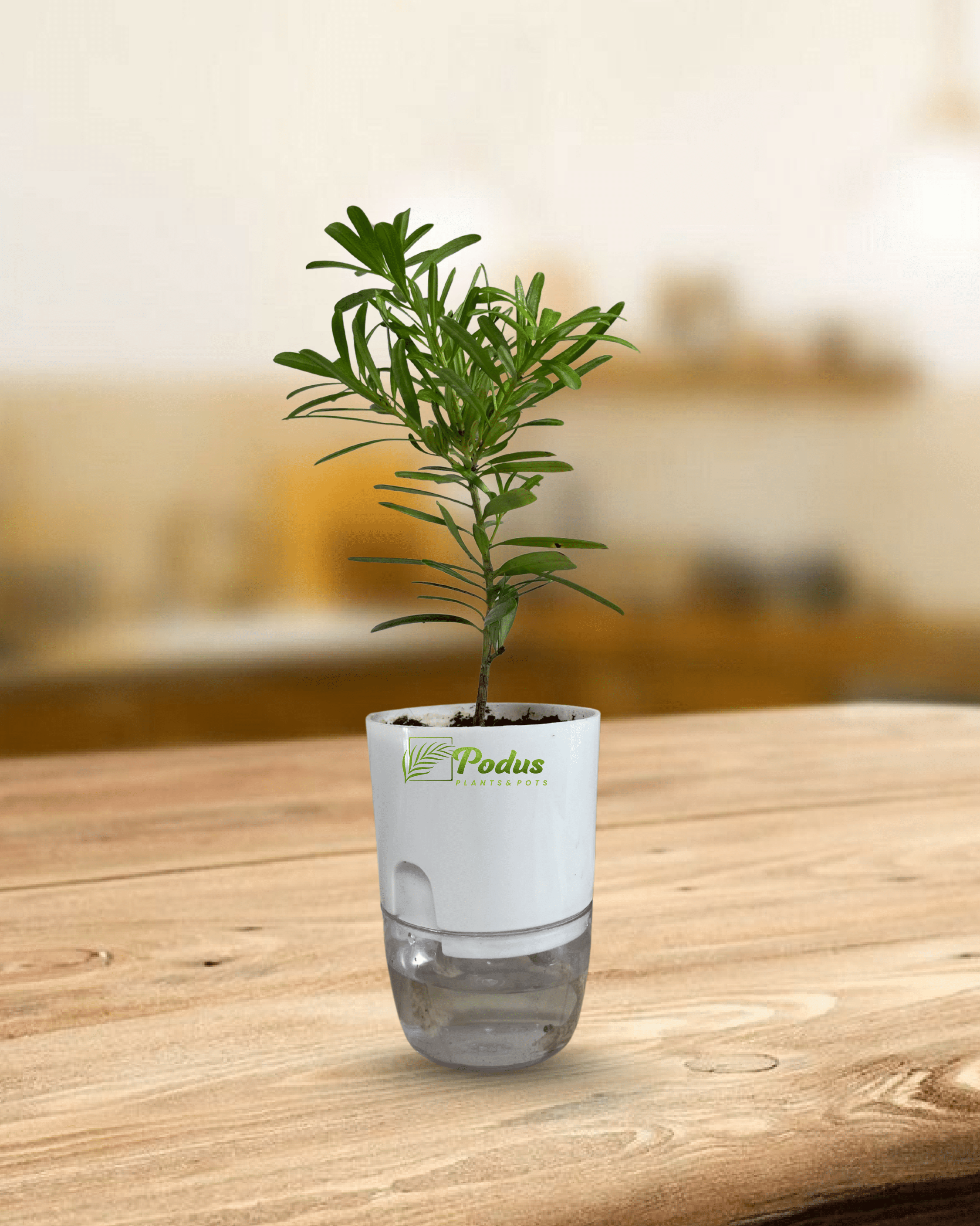 Podocarpus