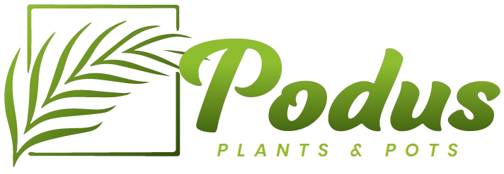 Podus